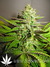Paradise Seeds / Belladonna - семена конопли от Paradise Seeds