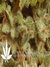 Paradise Seeds / Belladonna - семена конопли от Paradise Seeds