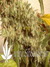 Paradise Seeds / Belladonna - семена конопли от Paradise Seeds