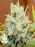 Paradise Seeds / Belladonna - семена конопли от Paradise Seeds