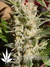 Paradise Seeds / Belladonna - семена конопли от Paradise Seeds