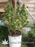 Paradise Seeds / Belladonna - семена конопли от Paradise Seeds