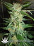 Paradise Seeds / Belladonna - семена конопли от Paradise Seeds