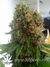 Paradise Seeds / Belladonna - семена конопли от Paradise Seeds