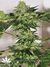 Mandala Seeds / Beyond the Brain - семена конопли от Mandala Seeds