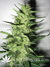 Mandala Seeds / Beyond the Brain - семена конопли от Mandala Seeds