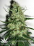 Mandala Seeds / Beyond the Brain - семена конопли от Mandala Seeds