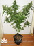 Mandala Seeds / Beyond the Brain - семена конопли от Mandala Seeds