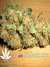 Mandala Seeds / Beyond the Brain - семена конопли от Mandala Seeds