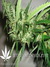 Mandala Seeds / Beyond the Brain - семена конопли от Mandala Seeds