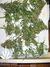 Mandala Seeds / Beyond the Brain - семена конопли от Mandala Seeds
