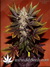 Black Russian fem - феминизированные семена конопли от Delicious Seeds