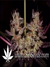 Black Russian fem - феминизированные семена конопли от Delicious Seeds