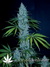 Black Russian fem - феминизированные семена конопли от Delicious Seeds