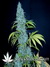 Black Russian fem - феминизированные семена конопли от Delicious Seeds
