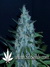 Black Russian fem - феминизированные семена конопли от Delicious Seeds