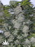 Black Russian fem - феминизированные семена конопли от Delicious Seeds