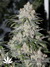 Black Russian fem - феминизированные семена конопли от Delicious Seeds