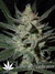 Blue Auto Mazar fem - автофеминизированные семена конопли от Dutch Passion