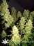 Blue Auto Mazar fem - автофеминизированные семена конопли от Dutch Passion