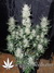 Blue Auto Mazar fem - автофеминизированные семена конопли от Dutch Passion