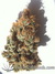 Blue Auto Mazar fem - автофеминизированные семена конопли от Dutch Passion