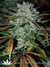 Blue Auto Mazar fem - автофеминизированные семена конопли от Dutch Passion