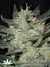 Blue Auto Mazar fem - автофеминизированные семена конопли от Dutch Passion