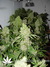 Serious Seeds / Bubble Gum - семена конопли от Serious Seeds