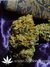 Serious Seeds / Bubble Gum - семена конопли от Serious Seeds