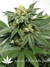 Serious Seeds / Bubble Gum - семена конопли от Serious Seeds