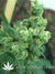 Serious Seeds / Bubble Gum - семена конопли от Serious Seeds