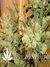 Serious Seeds / Bubble Gum - семена конопли от Serious Seeds