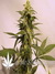Serious Seeds / Bubble Gum - семена конопли от Serious Seeds