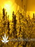 Serious Seeds / Bubble Gum - семена конопли от Serious Seeds
