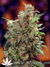 Californian Orange fem - семена конопли от Dutch Passion