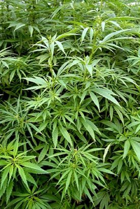 Конопля посевная (лат. Cannabis sativa) — вид растений рода конопля из семейства коноплёвых.