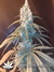Cannatonic fem - феминизированные семена конопли от Resin Seeds