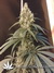 Cannatonic fem - феминизированные семена конопли от Resin Seeds