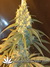 Cannatonic fem - феминизированные семена конопли от Resin Seeds