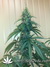 Cannatonic fem - феминизированные семена конопли от Resin Seeds