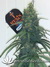 Cannatonic fem - феминизированные семена конопли от Resin Seeds
