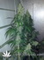 Cannatonic fem - феминизированные семена конопли от Resin Seeds