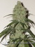 Cannatonic fem - феминизированные семена конопли от Resin Seeds
