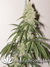 Cannatonic fem - феминизированные семена конопли от Resin Seeds