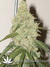 Cannatonic fem - феминизированные семена конопли от Resin Seeds