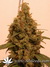 Cannatonic fem - феминизированные семена конопли от Resin Seeds