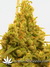 Cannatonic fem - феминизированные семена конопли от Resin Seeds