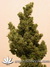 Cannatonic fem - феминизированные семена конопли от Resin Seeds