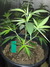 Cannatonic fem - феминизированные семена конопли от Resin Seeds